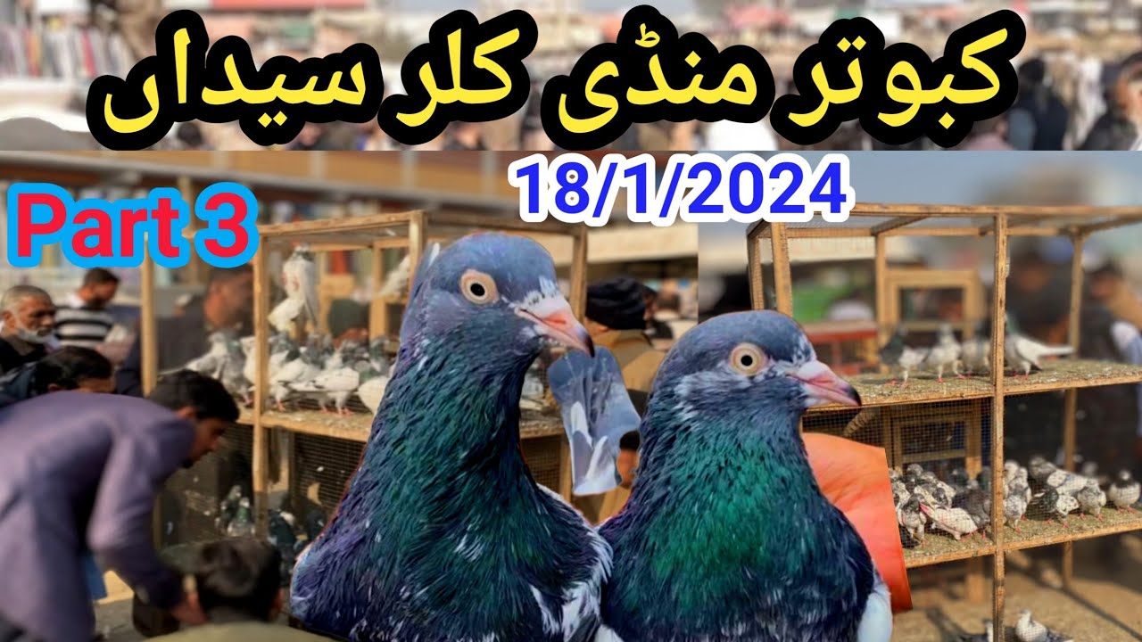 Part 3 ) Kabutar Mandi Kallar Syedan | High Flyer Pigeon Market | Latest Update Pigeon Price 18/1/24