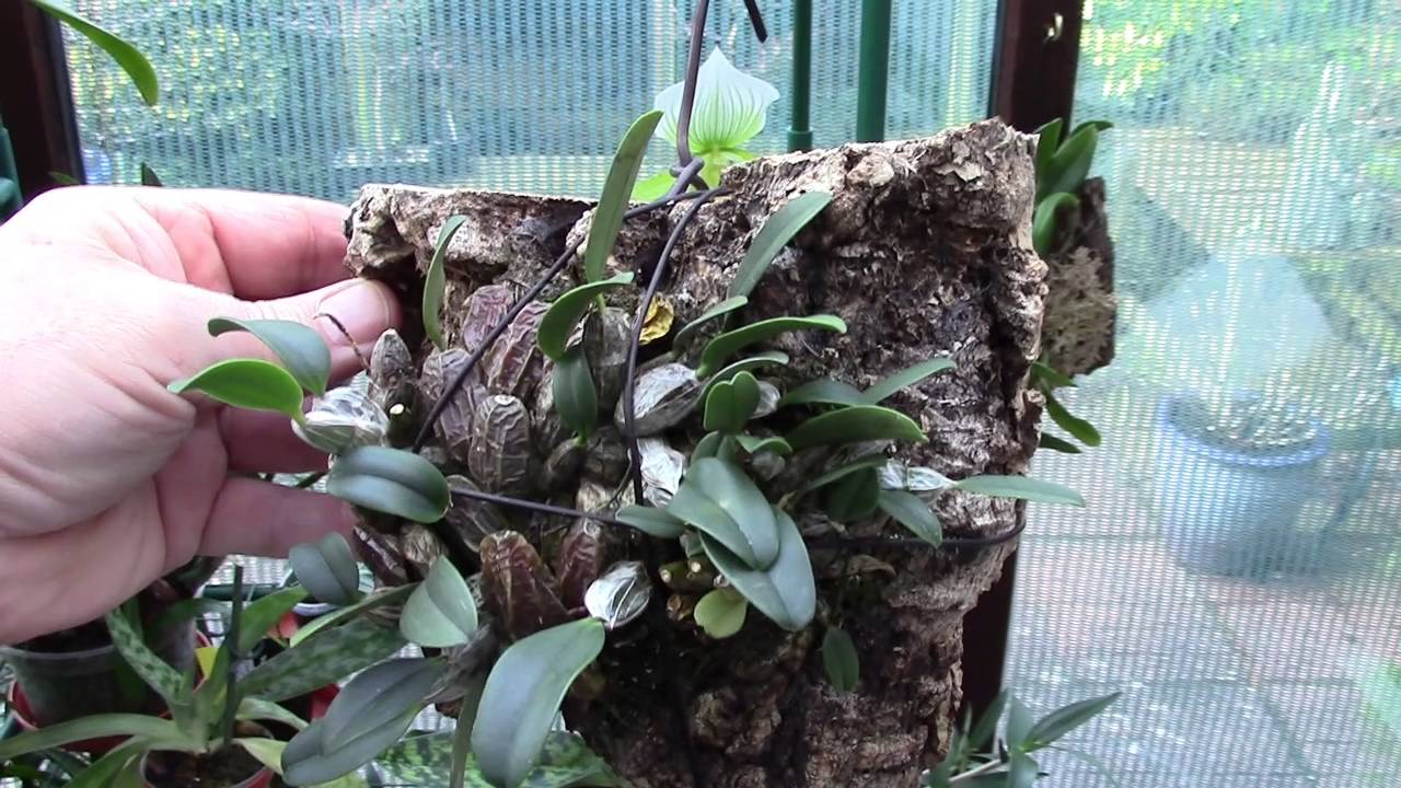 My Dendrobiums Part 1