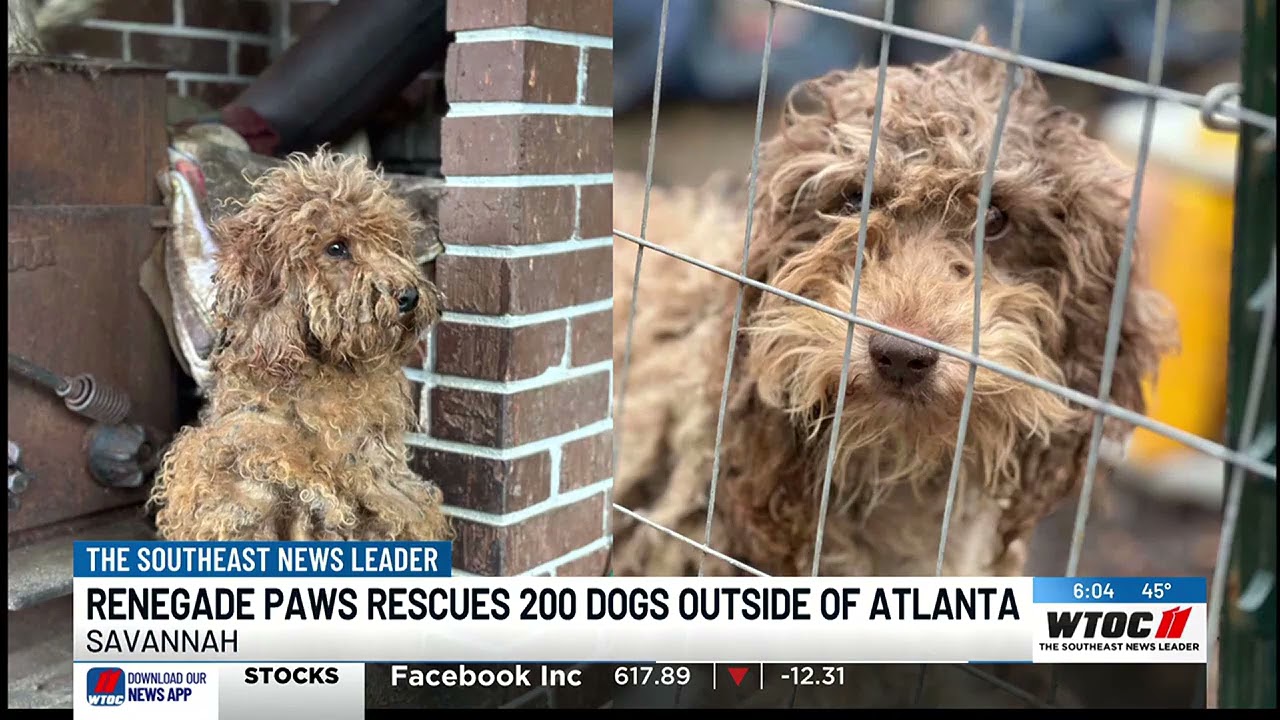 Renegade Paws Rescue in Savannah assists in rescuing 200 neglected poodle mixes