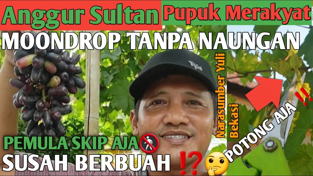 ANGGUR SULTAN ‼️ CARA MEMBUAHKAN ANGGUR PALING MANIS MOONDROP SWEET SAPPHIRE #anggurimport #moondrop