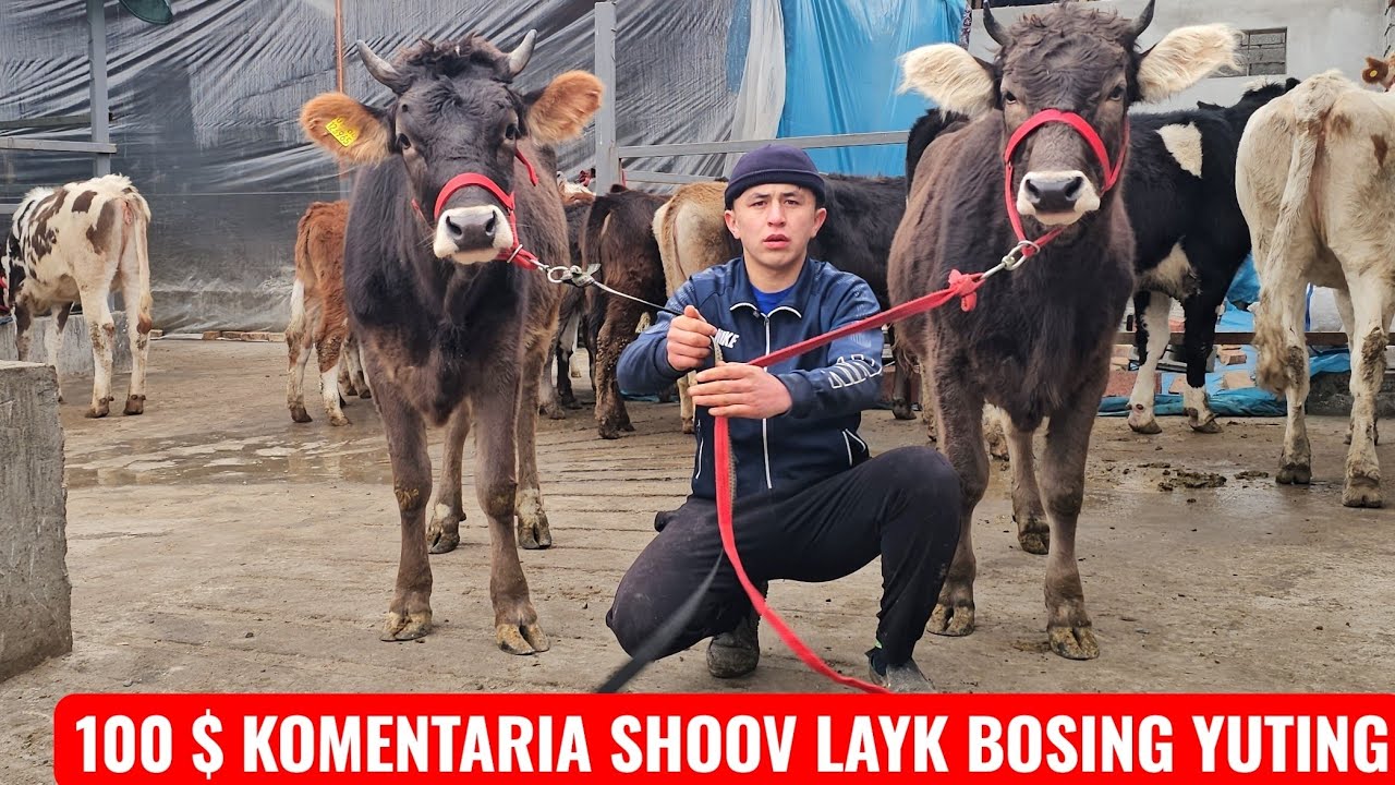 SHVEST SMENTAL UKRAINKA HUNAJUNLAR🔥 ZO‘RLARI ABDURAHMON FERMASIDAN🔥