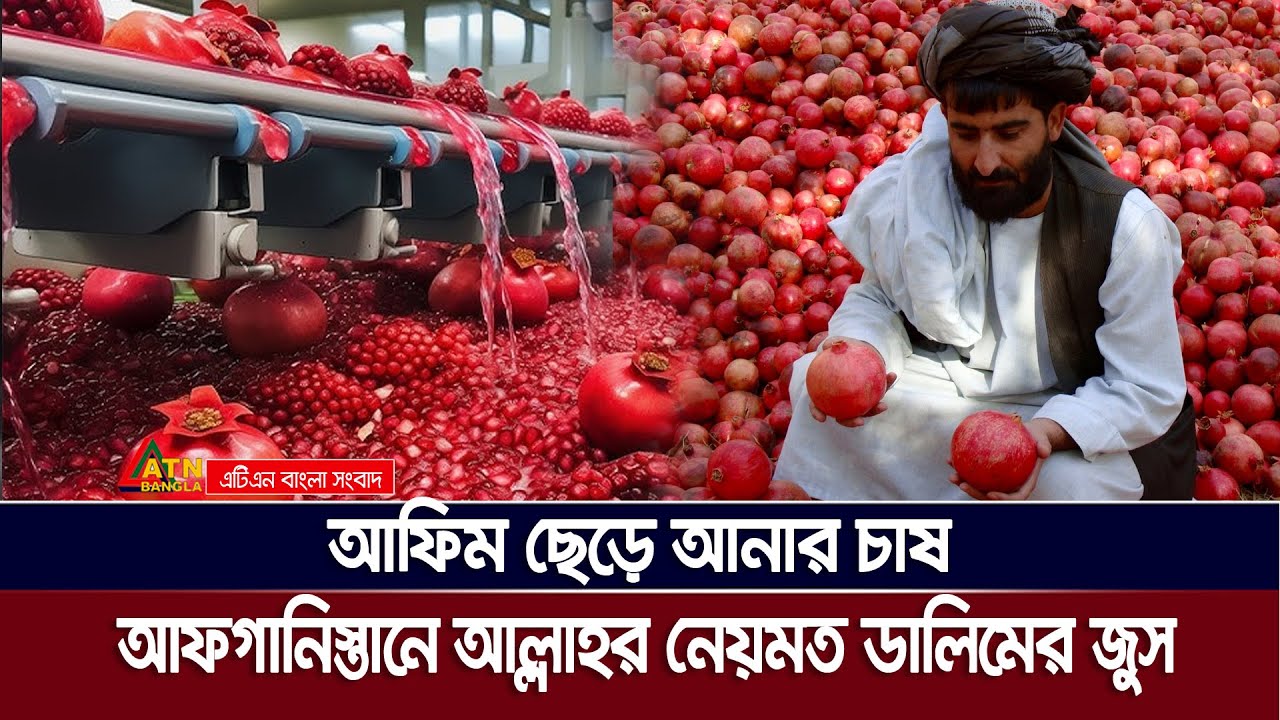 তালেবান শাসনে আ×ফি×ম ছেড়ে আনার চাষে সফল আফগানিস্তান | Pomegranate industry in Afghanistan