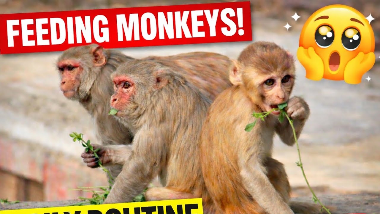 Cute Baby Monkey Feeding Time 🐒 | Monkey Family Daily Routine | Animal_lifeKM