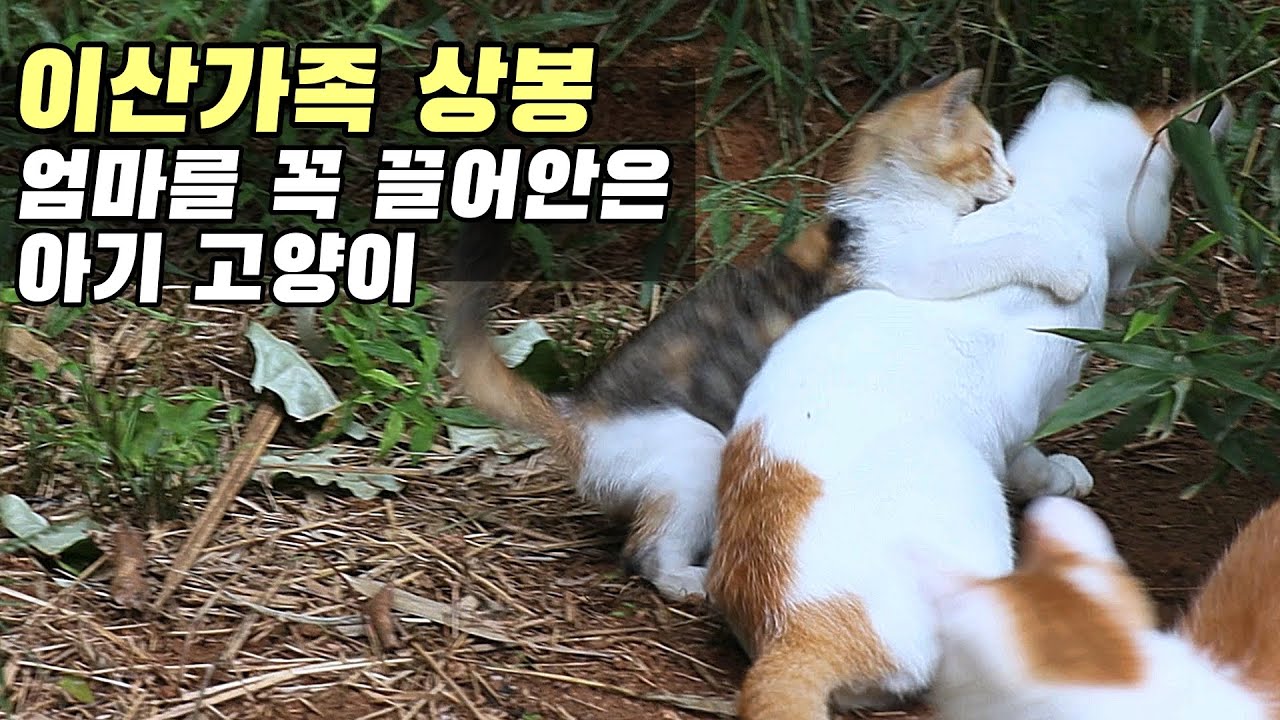 강제로 헤어진 고양이 가족 - 오랜만에 만나 반가워 어쩔 줄 몰라