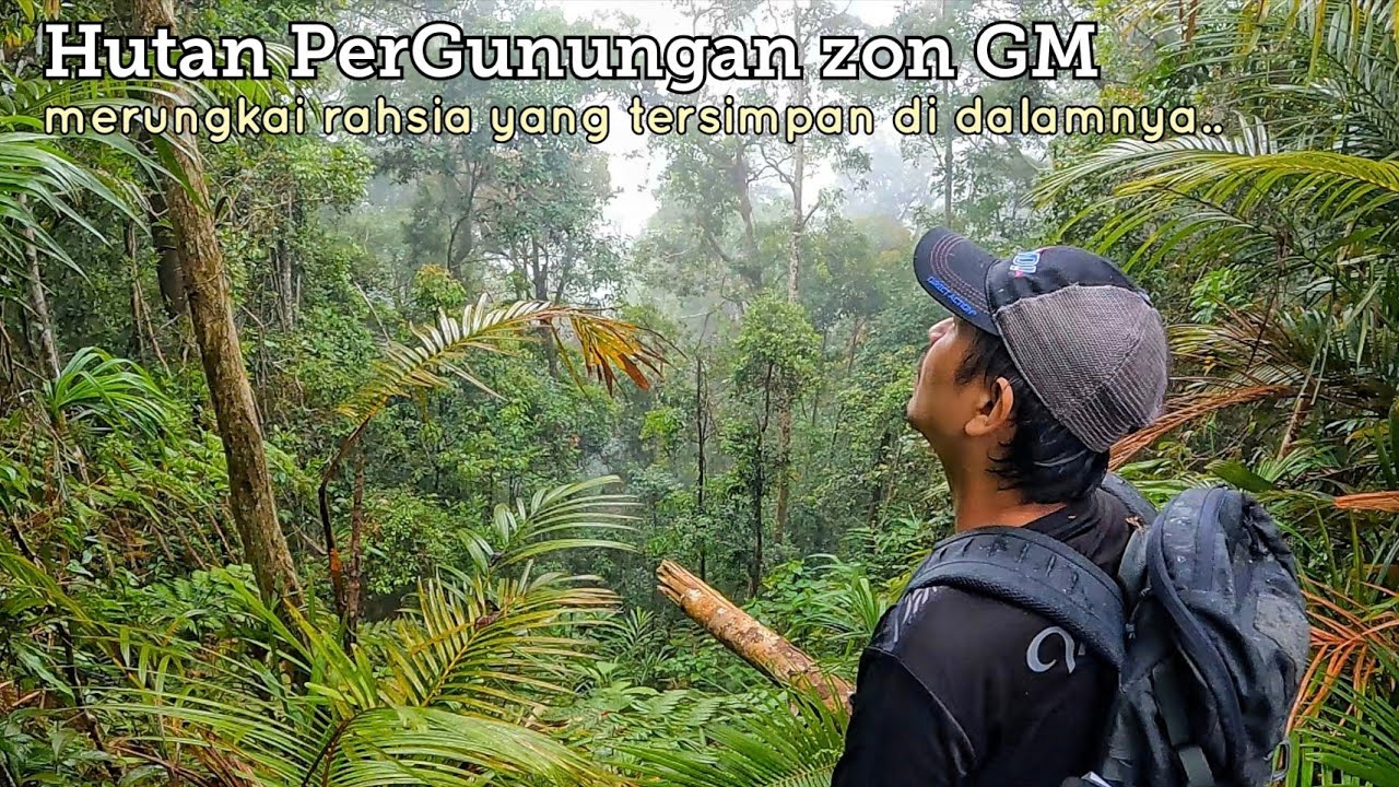 Merungkai rahsia yang tersimpan di dalam hutan GM.
