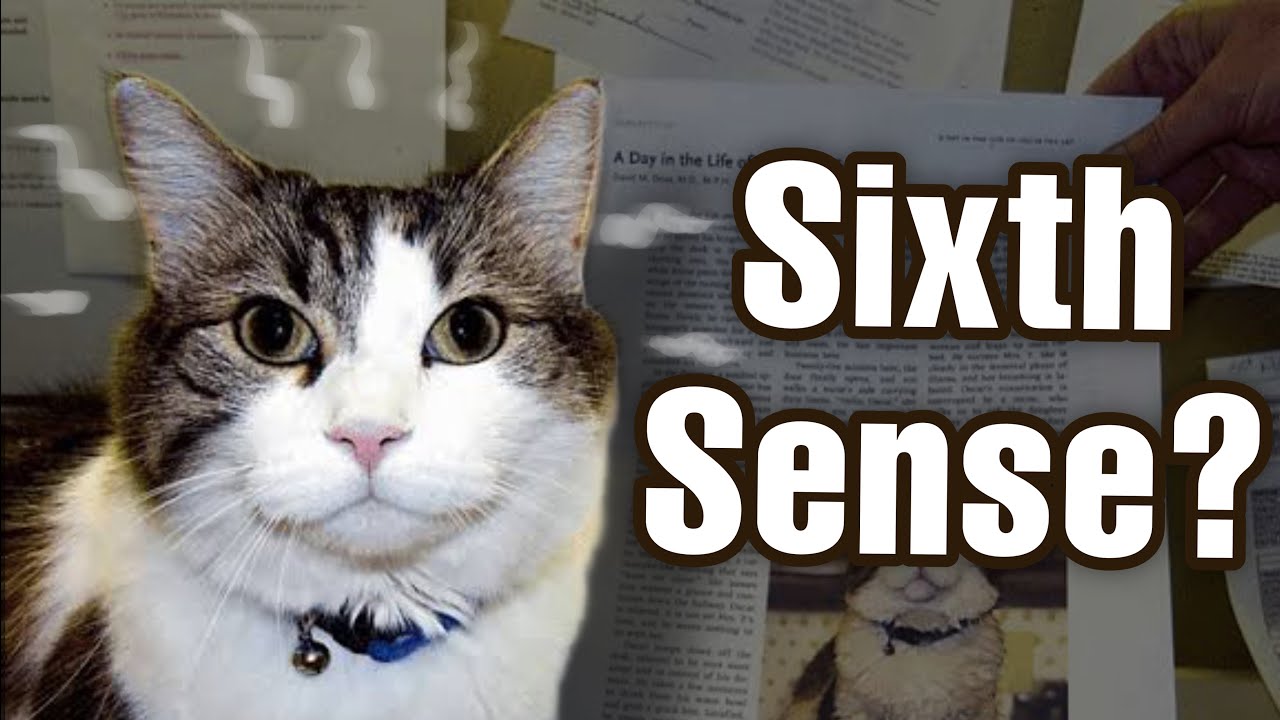 Oscar: The Cat Who Can Predict DEATH..