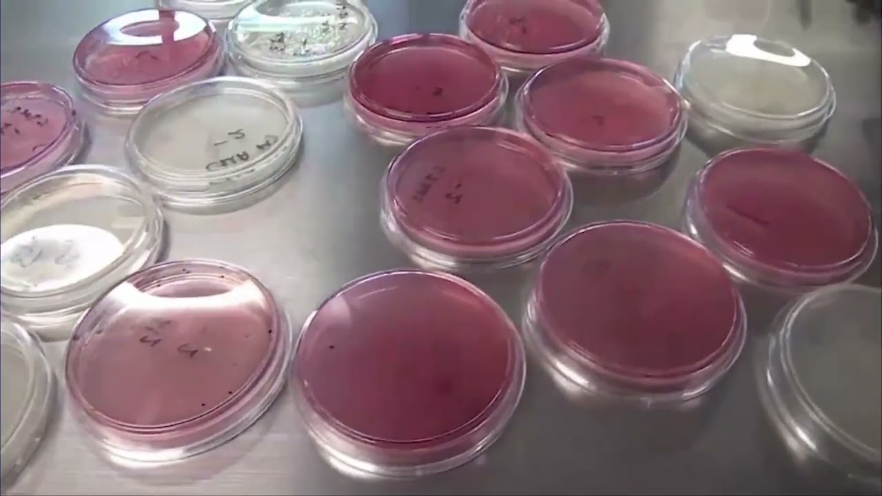 Evaluación Microbiológica de Buenas Prácticas en la Producción de Leche de Pequeños Rumiantes
