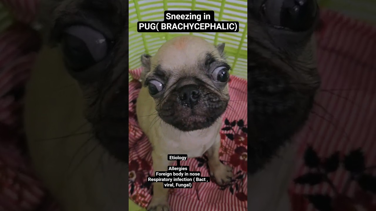 sneezing in pug l Respiratory infection #pug#dog#doglover#vetjunction#Brachycephalic#yt#shorts#video