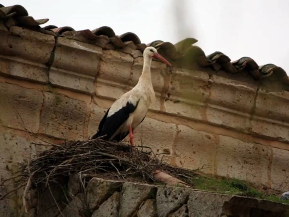 Castromocho