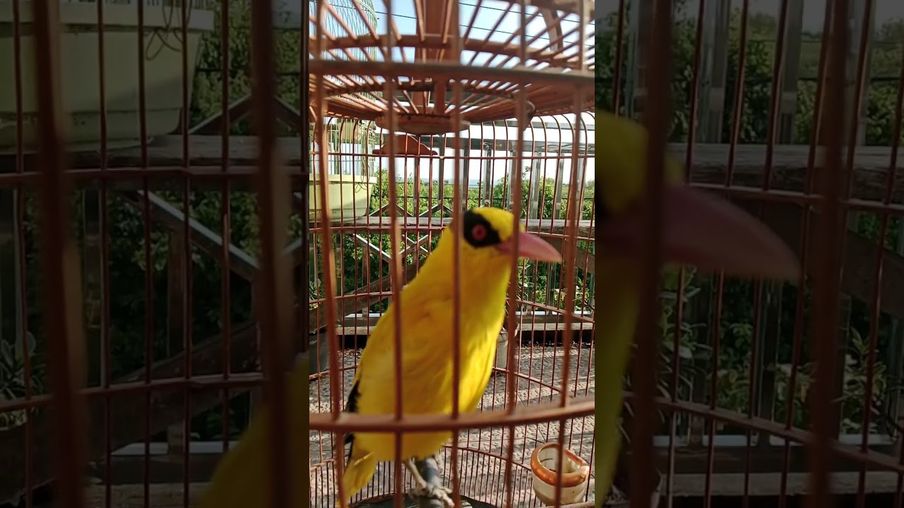 podang emas gacor dor #kepodangemas #kicaumania #burung #kepodangemasgacor 