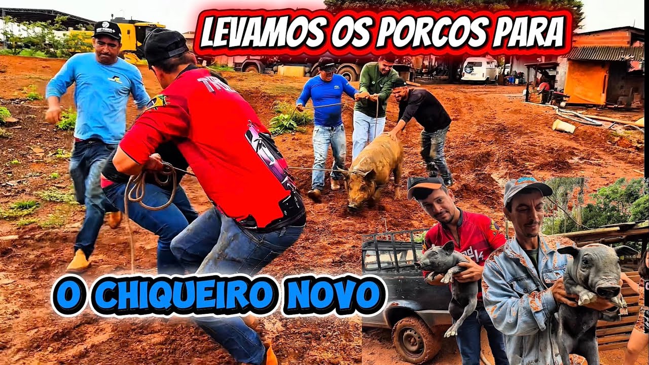 Teve muito trabalho para mudar os porcos de chiqueiro 
