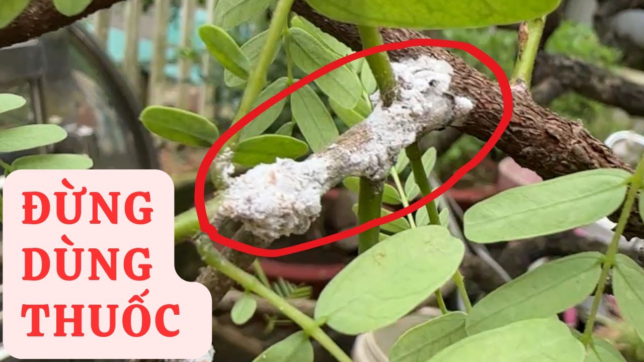 Diệt RỆP SÁP Trắng Trên Cây Trồng Bằng Mẹo Tự Nhiên Dễ Làm Tại Nhà | Tóp 10 Sáng Tạo