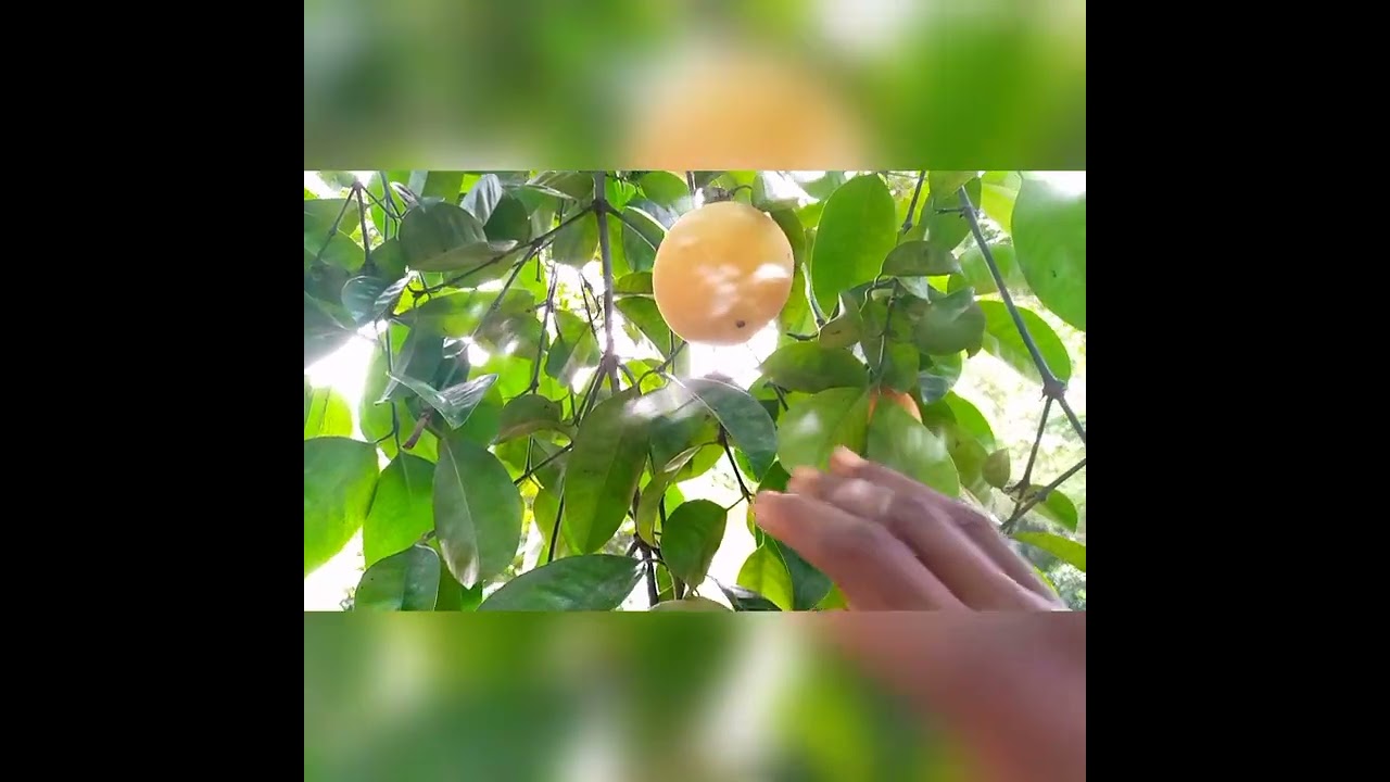 A tour to the farm - Harvesting bitter kola fruits