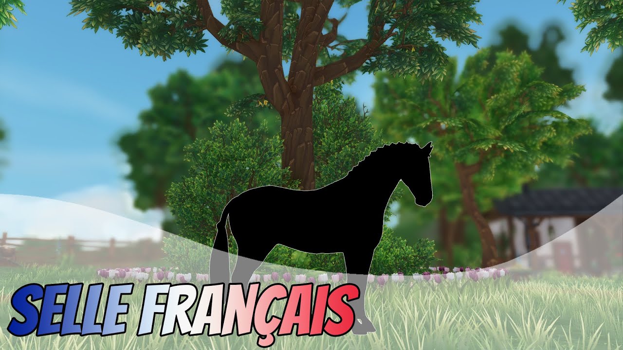Reakce na Selle Français || Star Stable CZ
