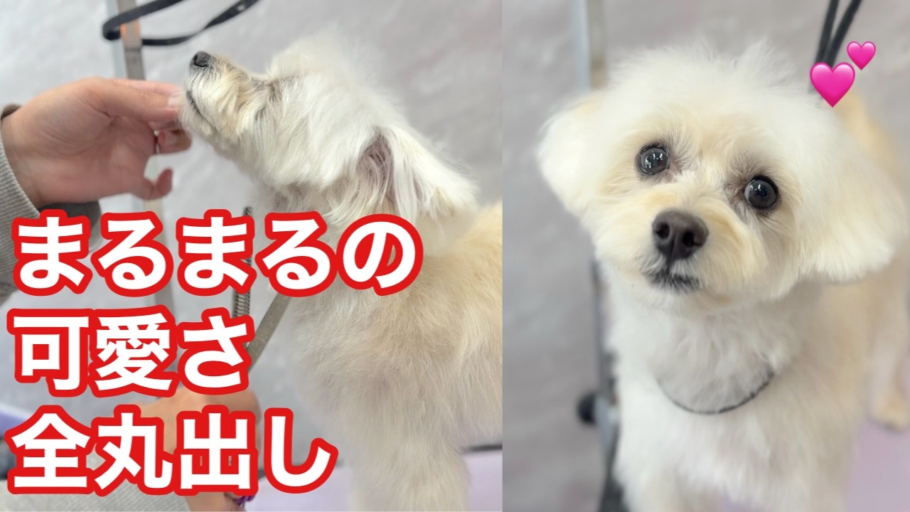 マルプーの子犬時期最後のトリミング✂️（うたくん）