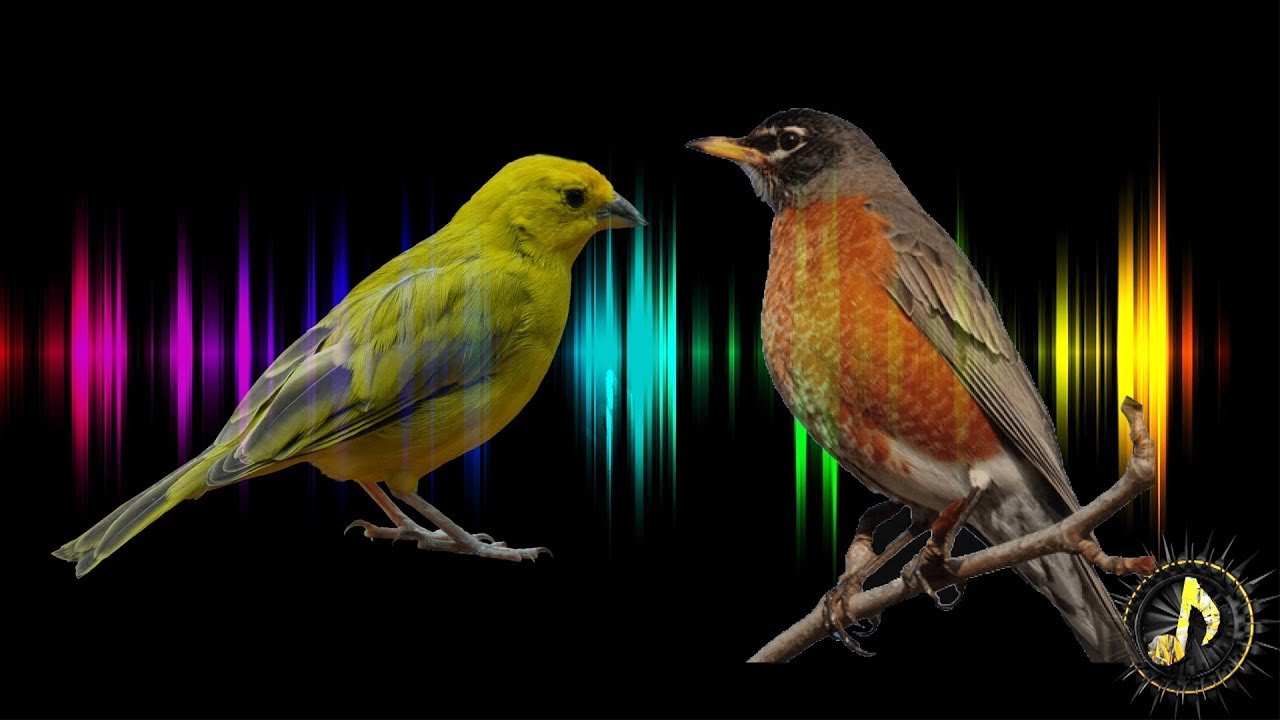 Birds Chirping / Singing Sound Effect ~ One Hour Relaxing Birdsong