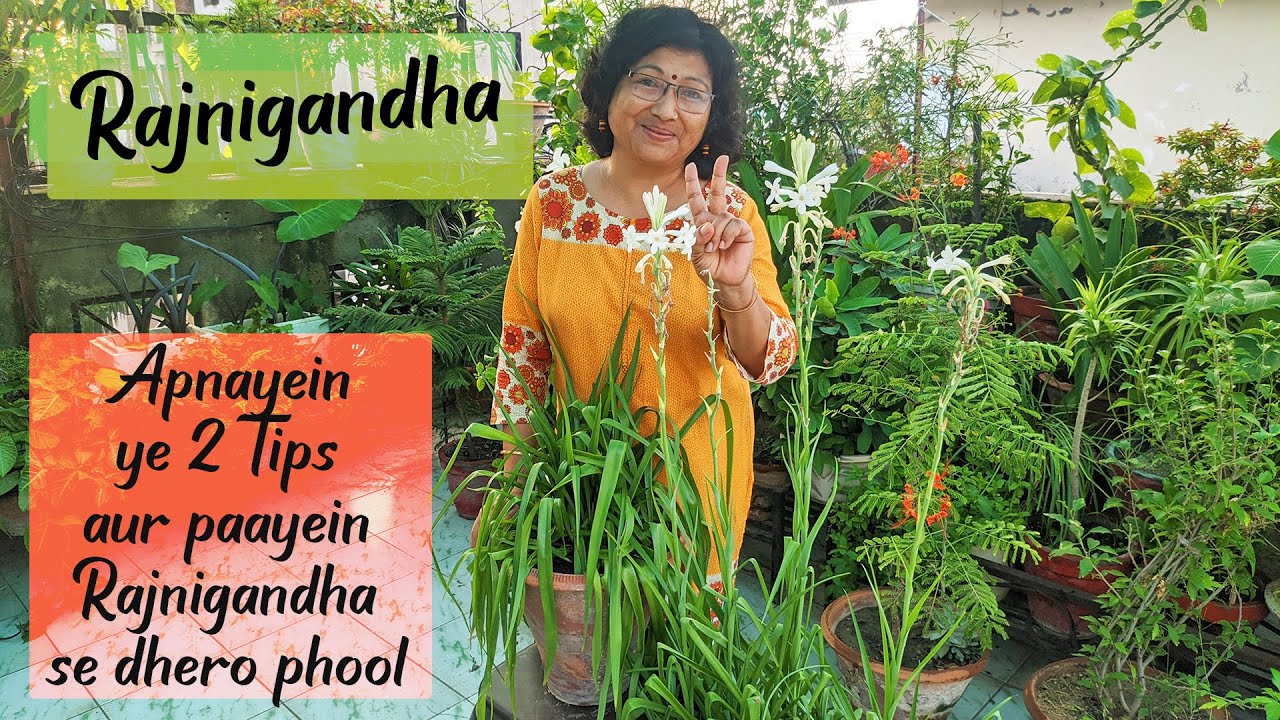 RAJNIGANDHA /TUBEROSE Plant Growth, Care and Propagation | 2 IMPORTANT TIPS | Meri Bagiya Mera Pyaar