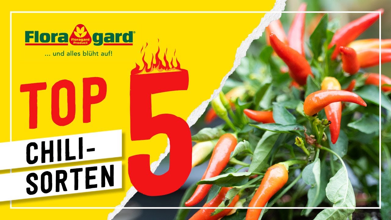Top 5 Chili Sorten - mit dem Floragard Universal Chili Basissubstrat