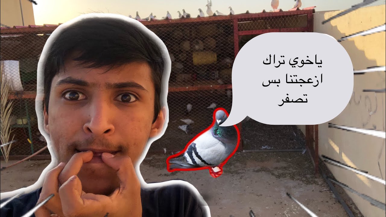 طلعت الحمام وخليته يطير | مسكين محشور🥺💔.