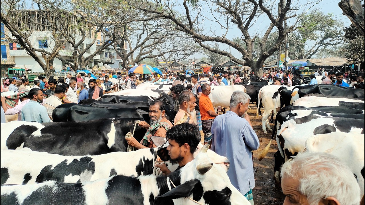 9/3/26/সত্যি বলছি ভাই মাথাই নষ্ট হয়ে গেছে ঈদুল ফিতরের আগে একই আমদানি হল ফ্রিজিয়ান প্রেগন্যান্ট