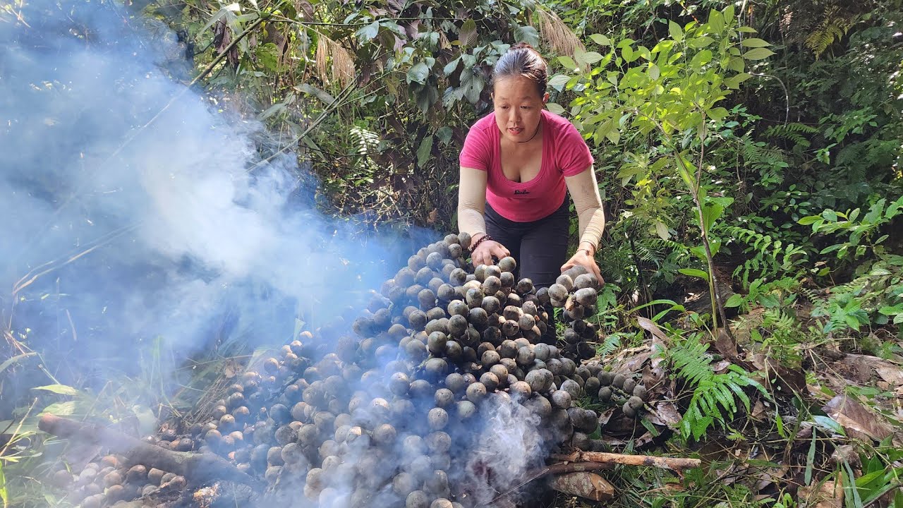 Harvesting fruits to sell at the market. Live in the wild in the forest