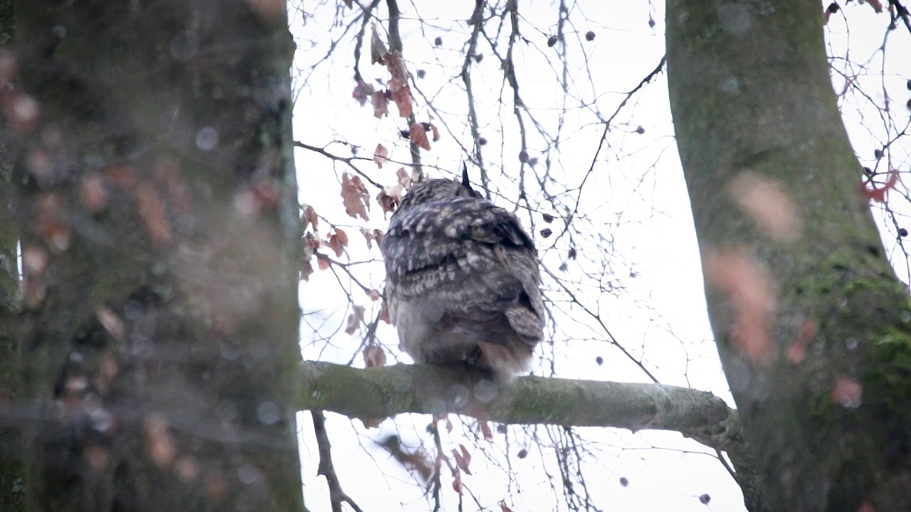 Uhu im Siebengebirge &mdash; Eagle owl in Germany 03.02.2019