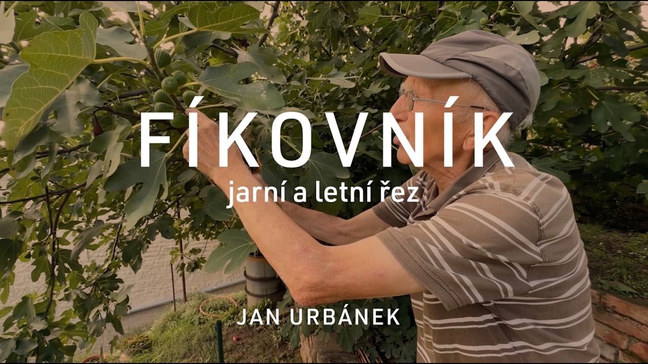 FÍKOVNÍK - jarní a letní řez