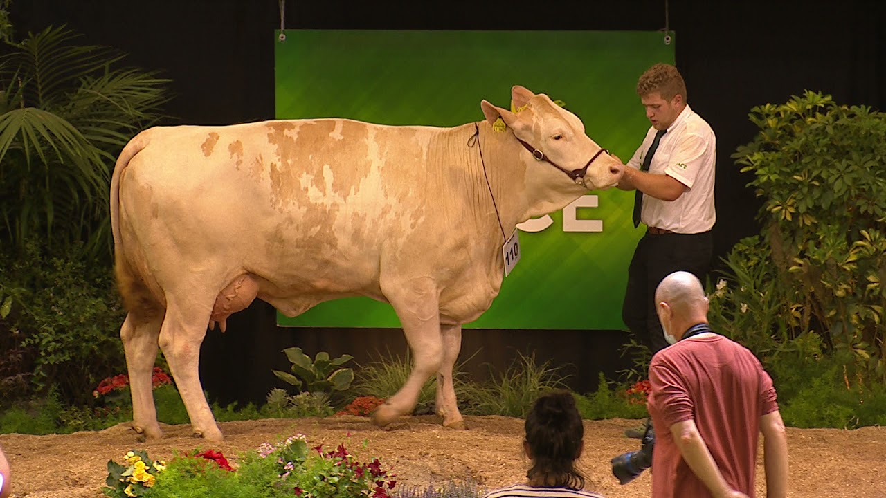 Challenge Européen Simmental