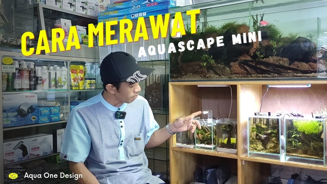 perawatan aquascape mini