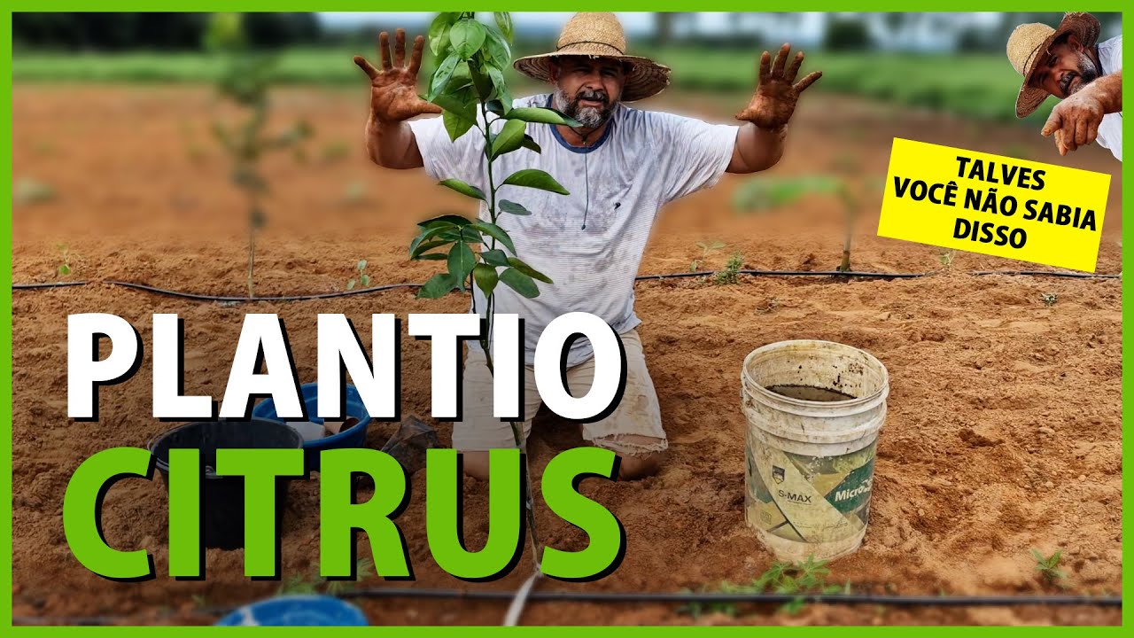 Plantando cítrus com técnicas agronômicas