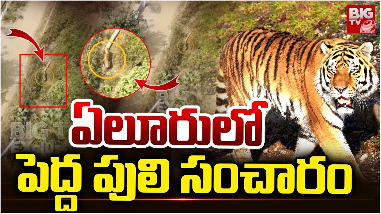 ఏలూరులో పెద్ద పులి సంచారం | Tiger Hulchul In Eluru District | AP News | BIG TV