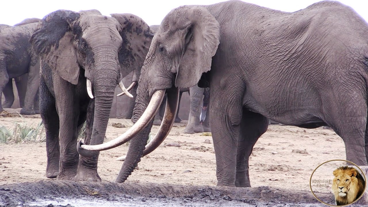 Largest Elephant Tusker In Kruger National park - N’watindlopfu