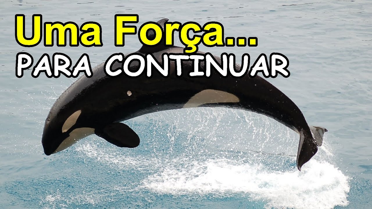 Sonhar Com Baleia, significa uma for&ccedil;a para continuar ou a busca por paz