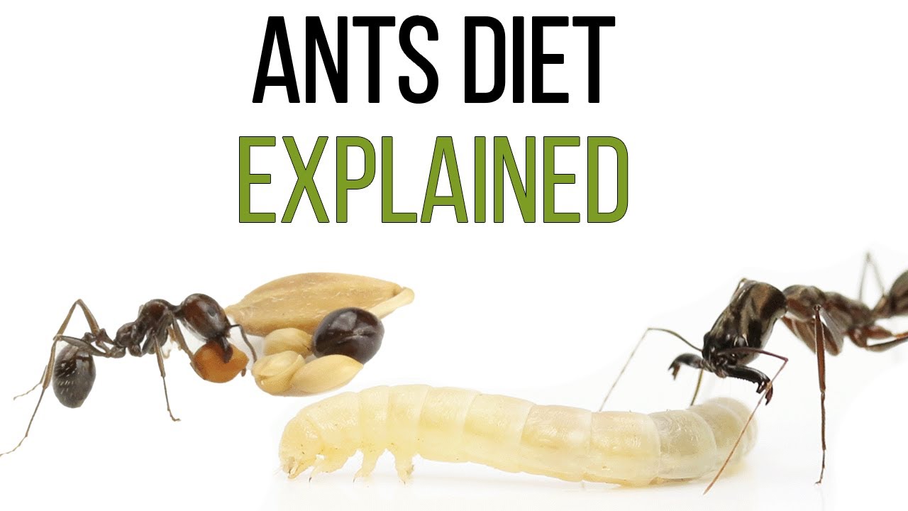 What do ants eat?