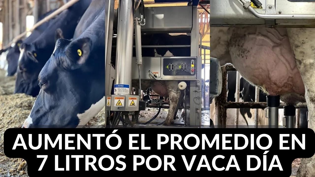 ORDEÑO ROBÓTICO CON 2.9 ORDEÑE 64 VACAS EN LACTANCIA Y PROMEDIO DE 40 LITROS EN BRASIL 🇧🇷