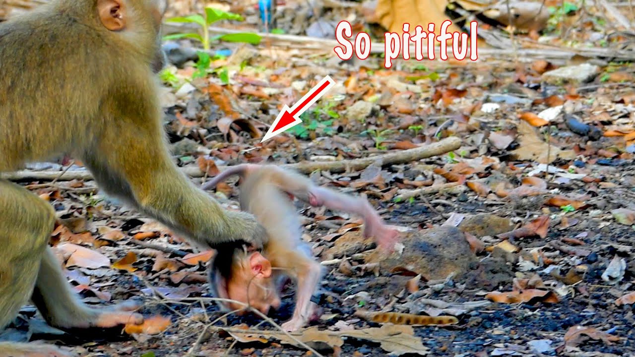 Monkey Sarika trying to drag poorest baby monkey Saro hit with land