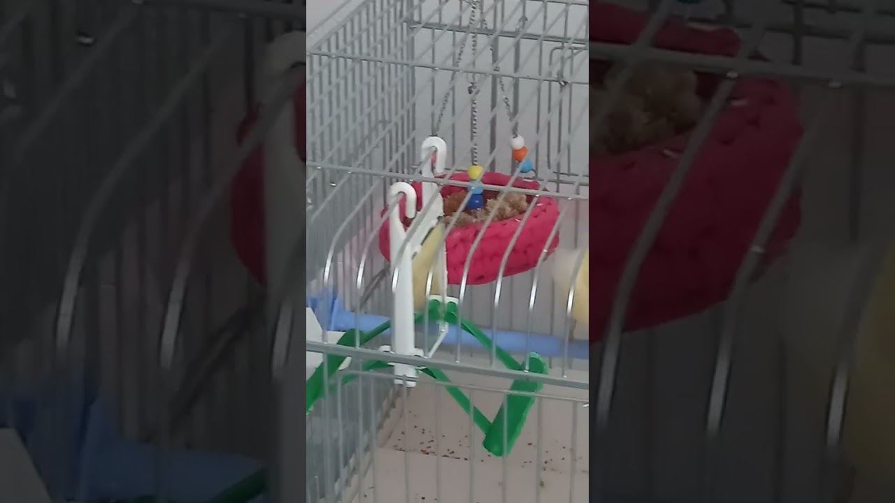 Kanaryam Minik MaşaAllâh 😊