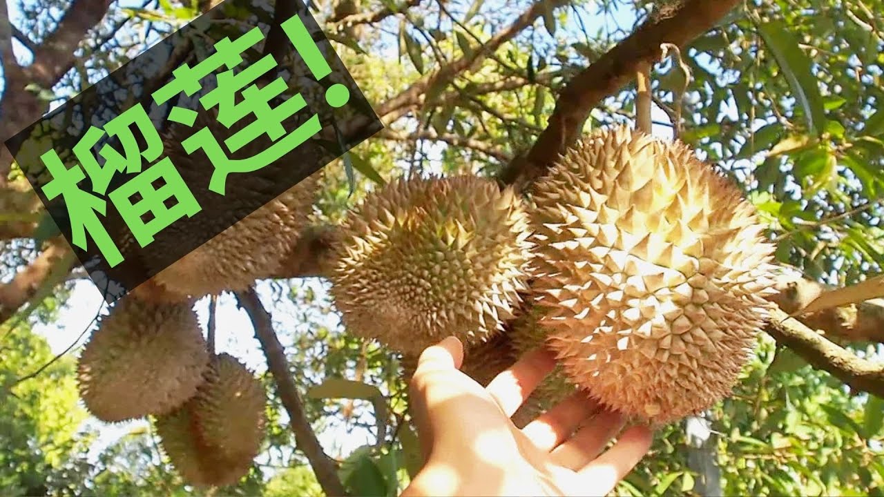 从种子开始种植榴莲，榴莲是如何生长的？