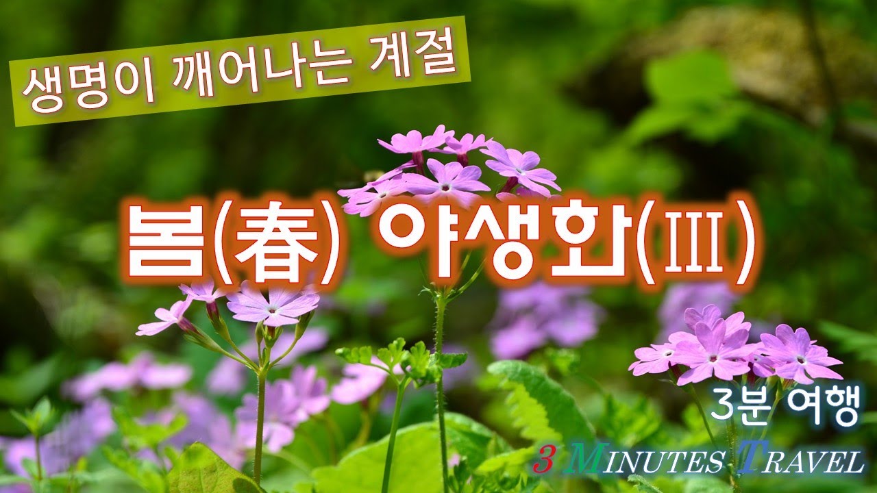 생명이 깨어나는 계절. 봄(春) 야생화(Ⅲ)[3분 여행]