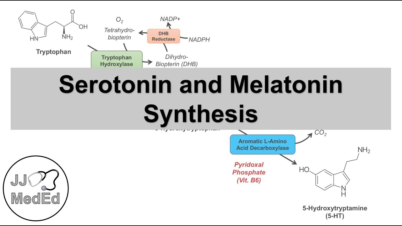 Serotonin and Melatonin Synthesis | Tryptophan Metabolism