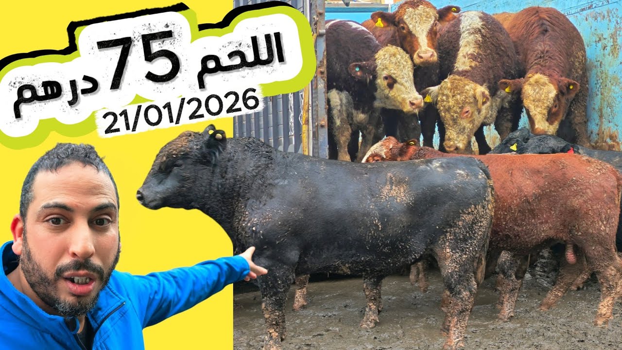 لحم البقري 75درهم وقريبا في رمضان 70درهم من جزارة ومشواة الوفاء بني ملال 21/01/2026 #اكسبلور  #سوق