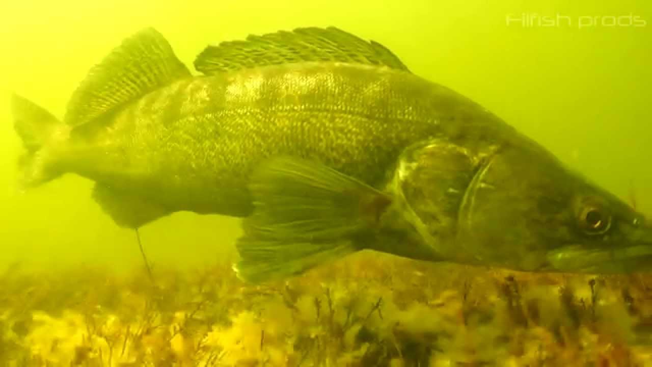 Frayères artificielles à sandres, l'exemple Landais