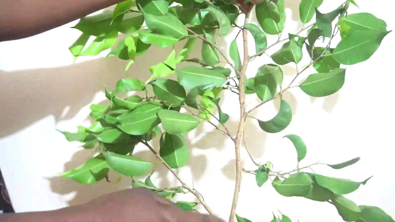 Node, Internode and Axil - Montessori botany