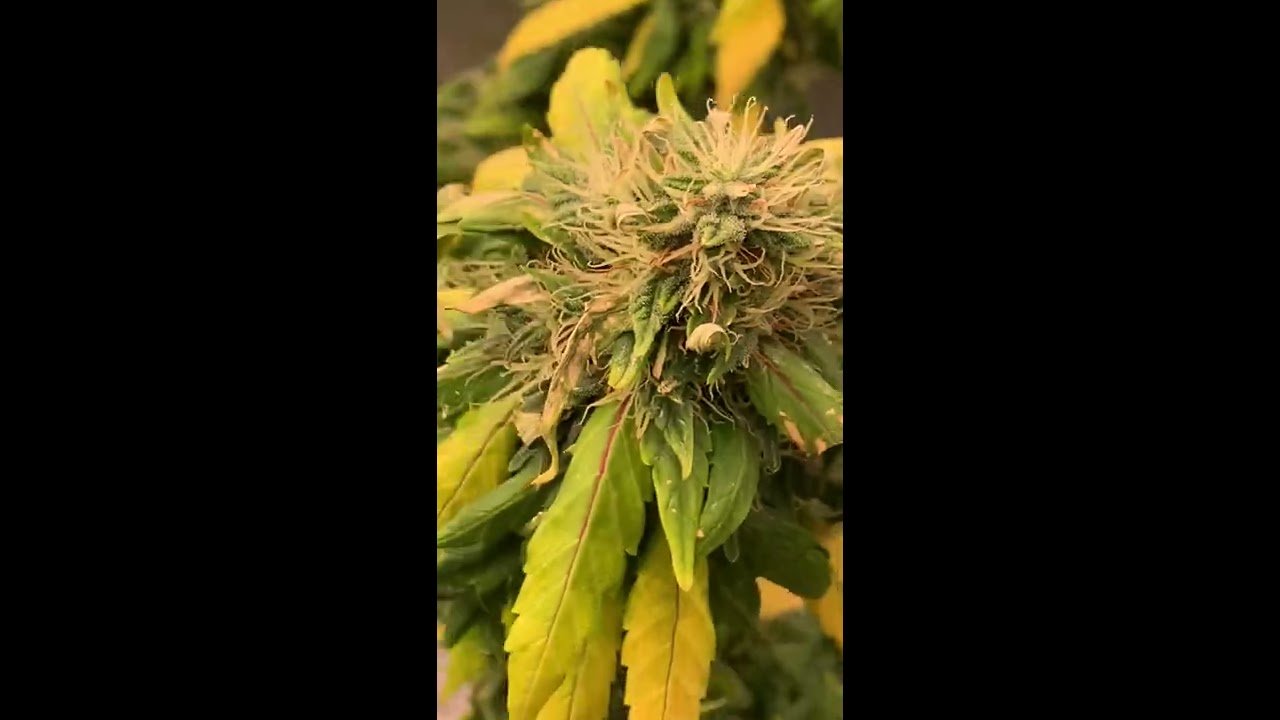 Mars Hydro vs ChilLED Growcraft X6 vs California Lightworks SolarExtreme 1000