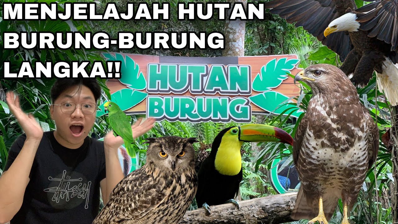 TERSESAT DIDALAM HUTAN BURUNG?! ISINYA BURUNG-BURUNG LANGKA DAN DILINDUNGI!!