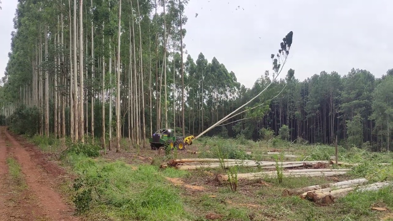 Volteo de #eucalyptus con #fellerbuncher #forest #viral #video #viralvideo #viralshorts #viralshort 
