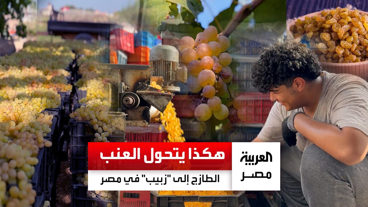 هكذا يتحول العنب الطازج إلى 
