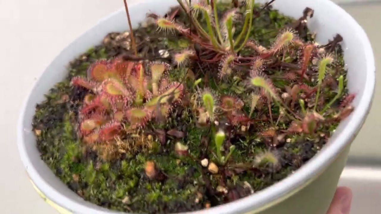 Propagating Drosera Venusta & Nidiformis! Two Cuties!