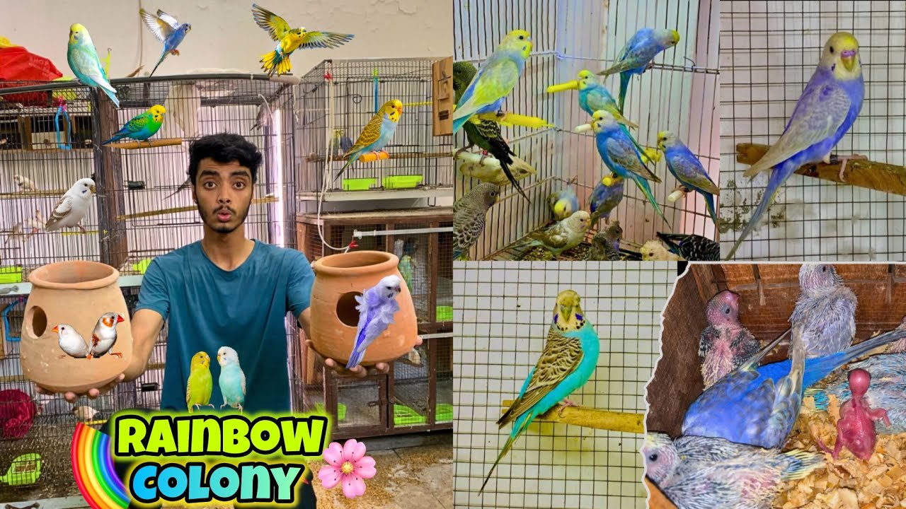 Rainbow ki colony me bachy nikl aye🐣😍|Rainbow hogo ka new pair lga dia🌈