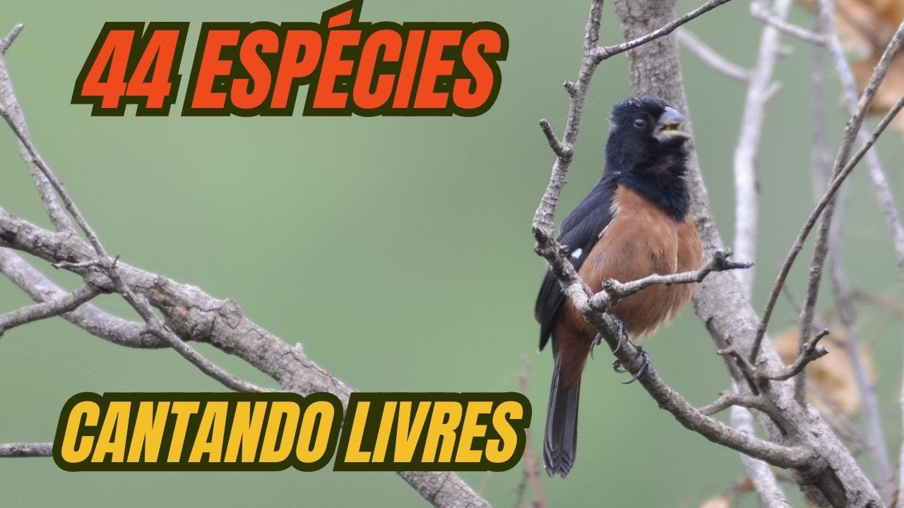 Aves lindas do Brasil, cantando livres!